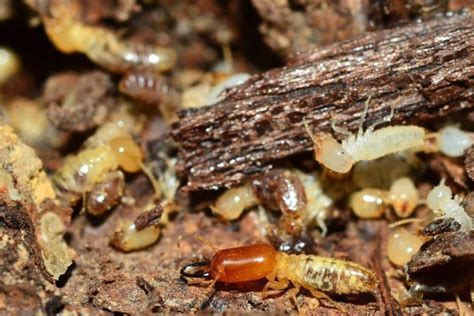 Mulch Termites