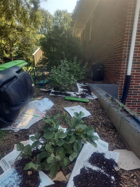 Mulching Lawn Reddit