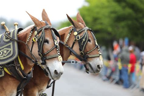 mule day in tennessee