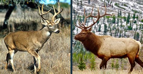 mule deer and elk