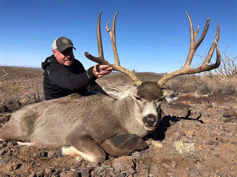 mule deer west texas