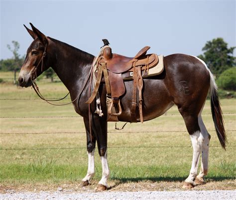 mule horse for sale