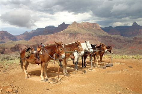 mules at grand canyon