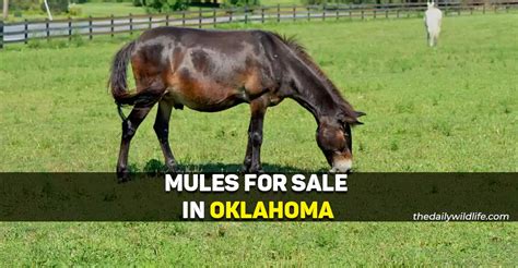 mules for sale oklahoma