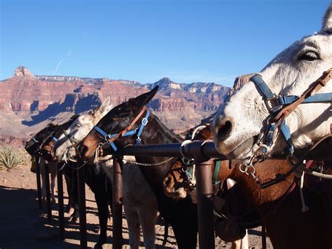 mules in grand canyon national park