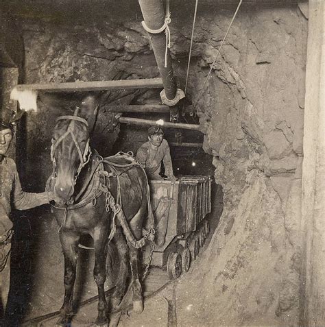 mules in the mines