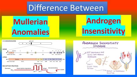 mullerian agenesis vs androgen insensitivity