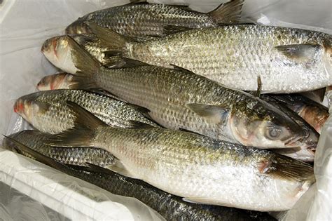 mullet fish for sale