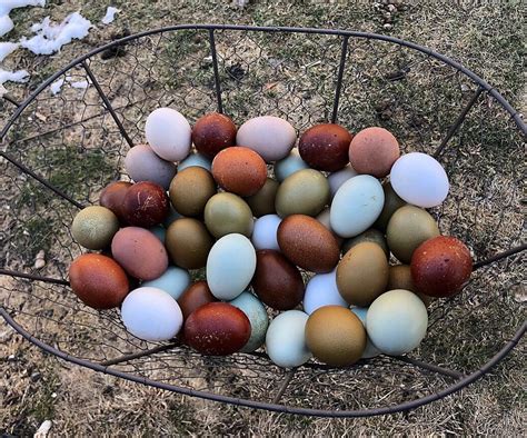 Multi Colored Egg Laying Chickens