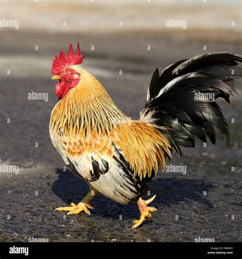 multi colored rooster breeds