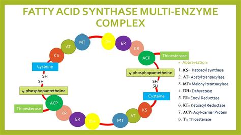 Multi Enzyme Complex Of Fatty Acid Synthase