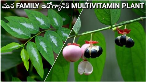 Multi Vitamin Plant