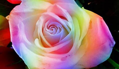 Multicolor Rose Images 100 MultiColor Beautiful Colorful Rainbow Flower