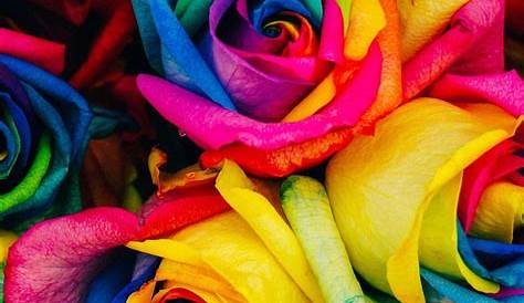 Multicolor Rose Wallpaper [47+] Rainbow s On Safari