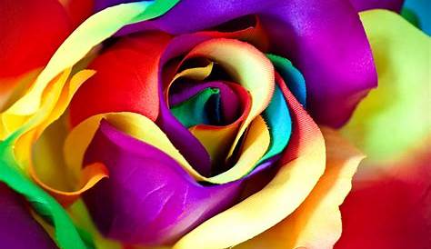 200Pcs Colorful Rainbow Rose Flower Seeds Home Garden