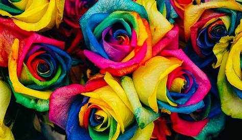 200Pcs Colorful Rainbow Rose Flower Seeds Home Garden