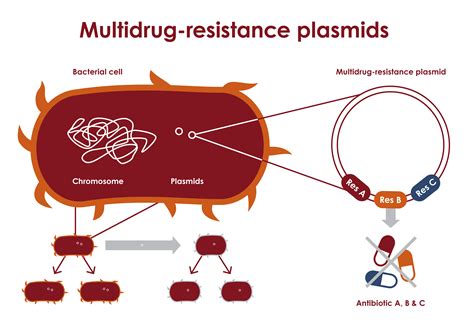 Multidrug Resistant Plasmids