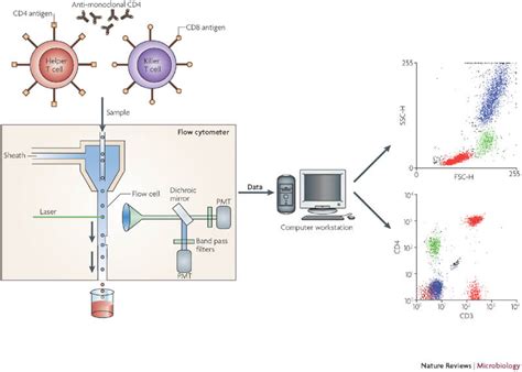 Multiparametric Flow Cytometry Immunophenotyping