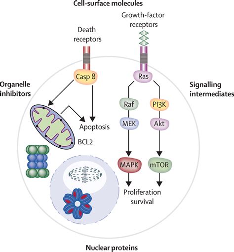 multiple myeloma drugs