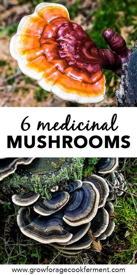 Multiple Sclerosis Mushrooms