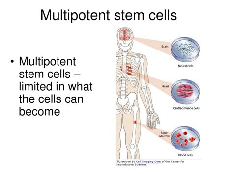 multipotent stem cells definition