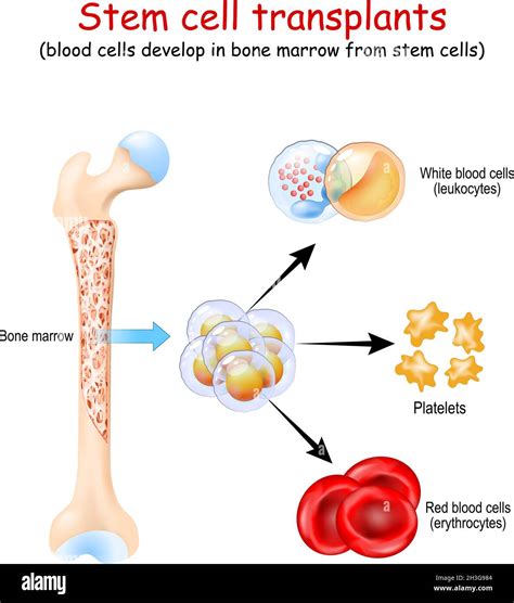 multipotent stem cells in bone marrow