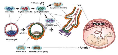 Multipotent Stem Cells Placenta