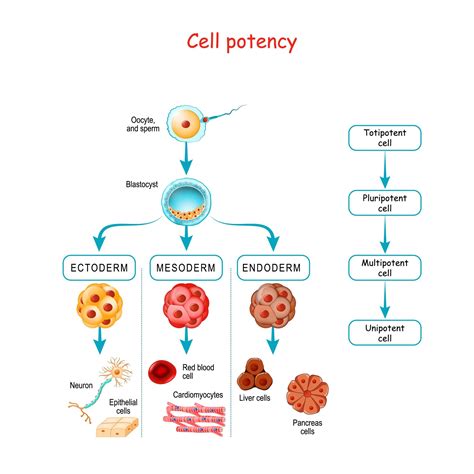 Multipotent Vs Unipotent
