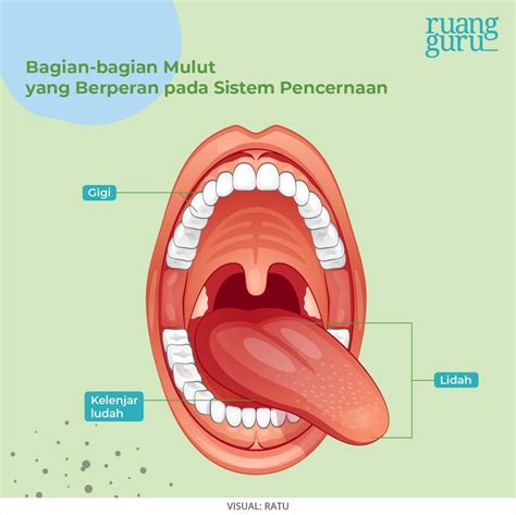 Mulut