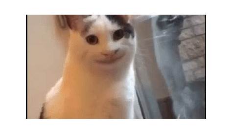 Cursed Cat Meme Gif - kropkowe-kocie