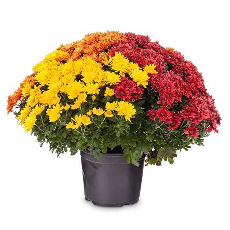 Mums Different Colors
