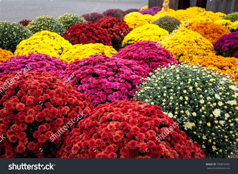 Mums Flowers Bloom Time