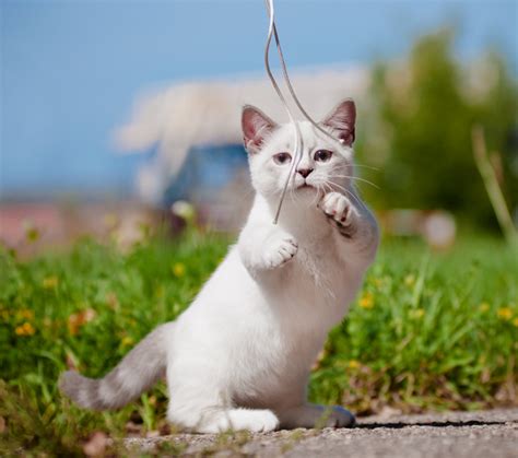 A munchkin cat with short legs and a playful expression.