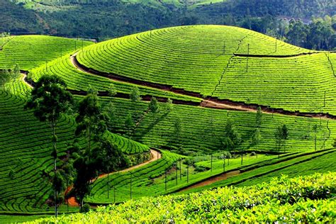 Munnar Tea Gardens