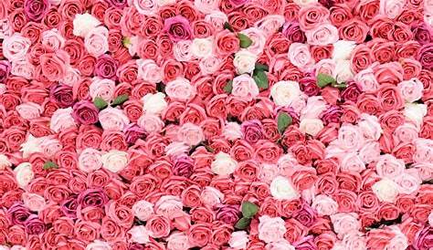 Mur des roses image stock. Image du floral, centrale