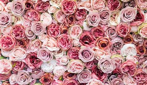 Mur de roses dans différentes nuances de rose background