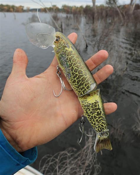 Murray Cod SURFACE FISHING From a Raft Ovens River The Full Scale YouTube