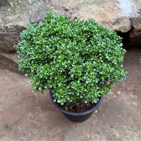 Buy Hybrid Dwarf Murraya Paniculata Orange Jasmine Bonsai Material