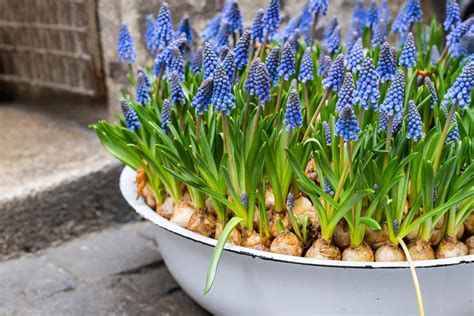 Growing Muscari in Containers Longfield Gardens