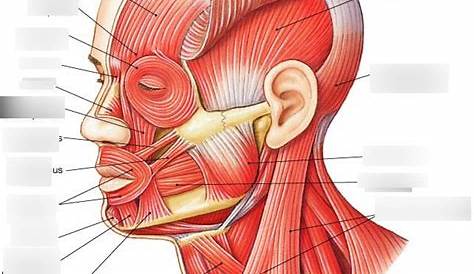 superficial muscles of the head and face | Axial muscles | Muscle
