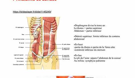 Les muscles abdominaux ou muscles de la paroi abdominale