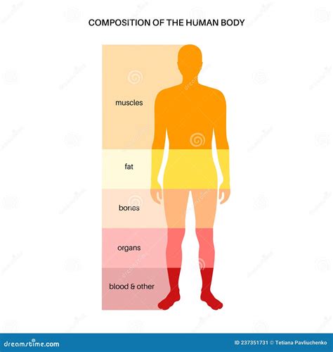 Muscle Body Composition