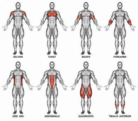 Muscle Groups Upper Body