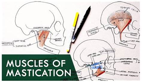 Muscles Of Mastication Easy Diagram PPT Introduction To Head And Neck Anatomy PowerPoint