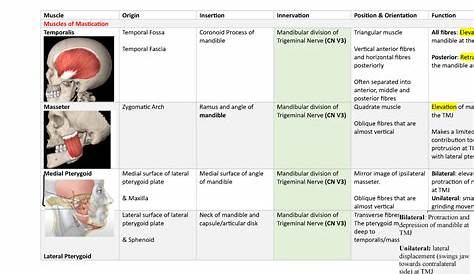 Muscles Of Mastication Origin And Insertion Table Made Easy Muscle, Make It Simple