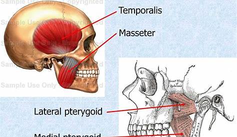 PPT Muscles of Mastication PowerPoint Presentation, free