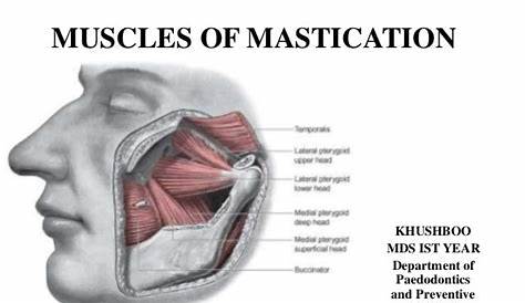 Muscles Of Mastication Ppt Slideshare