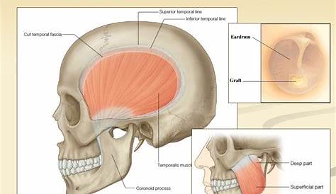 PPT Chapter 7 Muscles of the head and face. PowerPoint