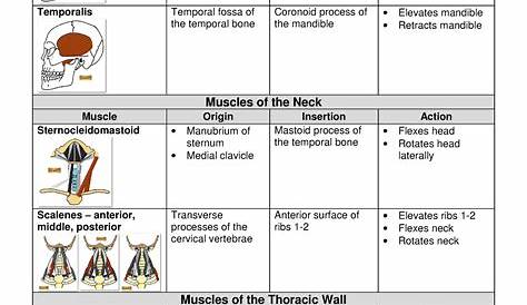 Muscles Of Mastication Table BDS Level 4 _