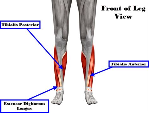 Muscles In The Shin And Calf
